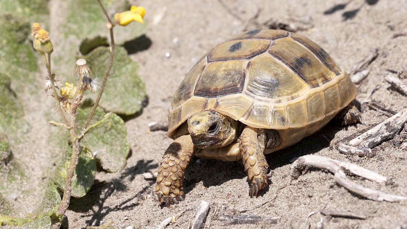 Achilles and the tortoise