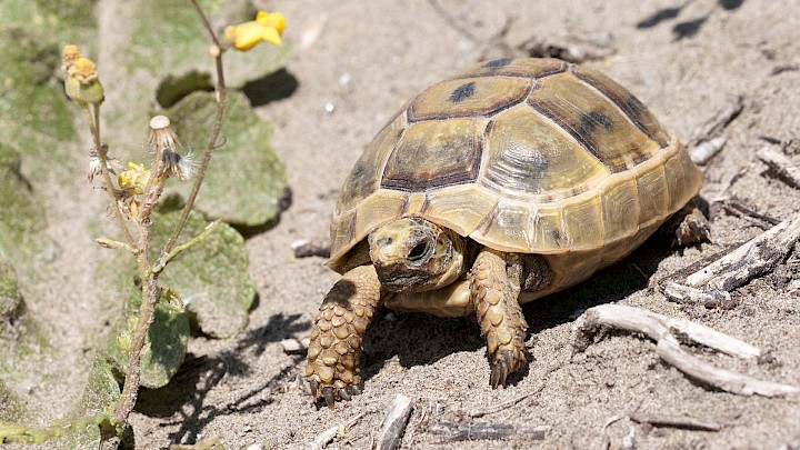 Achilles and the tortoise